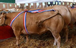 RANDONNEE FESTIBOEUF NAUCELLE