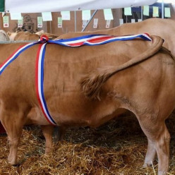 RANDONNEE FESTIBOEUF NAUCELLE